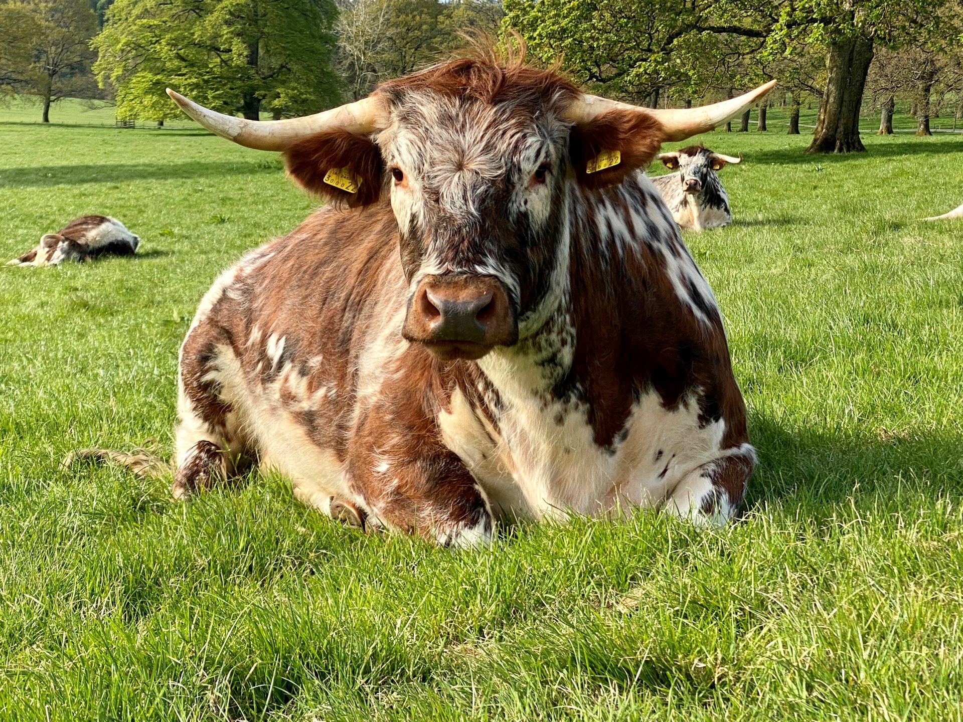 Longhorn Cattle in the North Park
